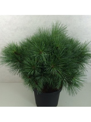 Pušis veimutinė (Lot Pinus strobus) 'Radiata' C10 40-50 CM-PUŠYS-SPYGLIUOČIAI