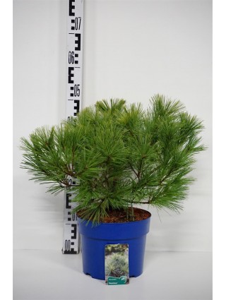 Pušis veimutinė (Lot Pinus strobus) 'Rheinshaus' C5/P23 30-40 CM-PUŠYS-SPYGLIUOČIAI