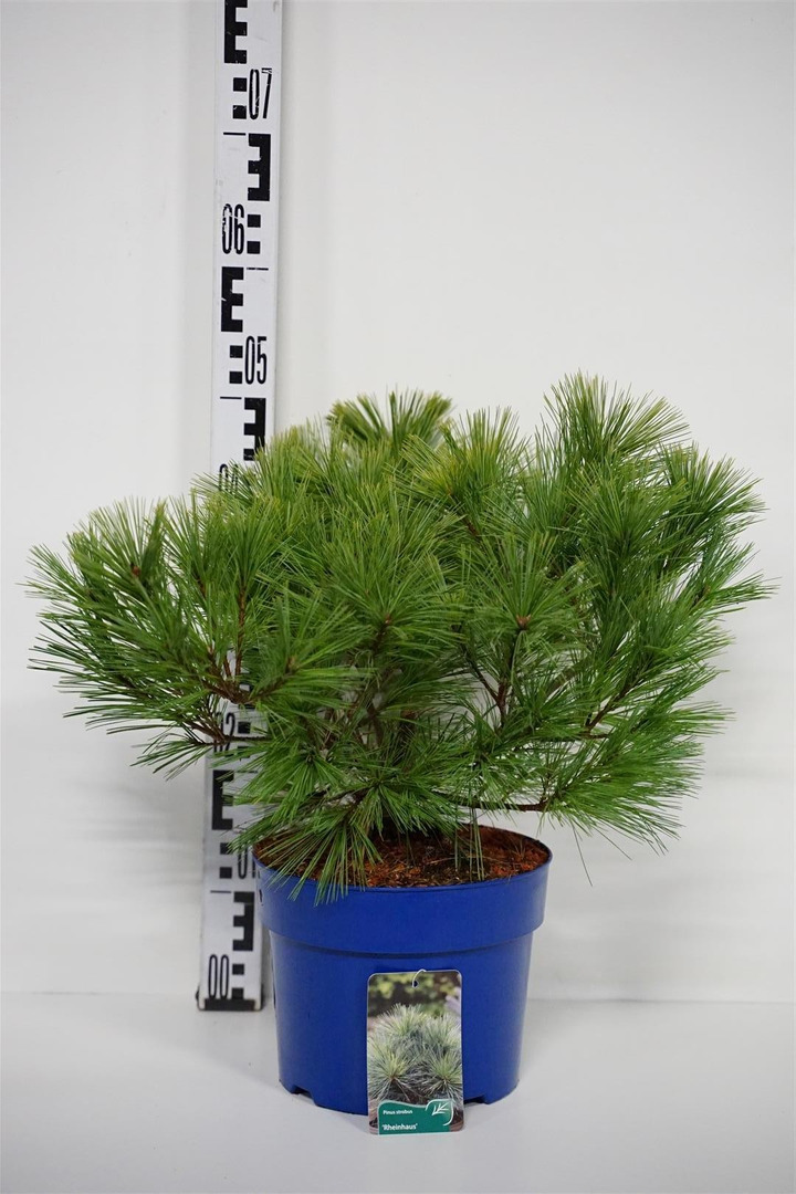 Pušis veimutinė (Lot Pinus strobus) 'Rheinshaus' C5/P23 30-40 CM-PUŠYS-SPYGLIUOČIAI