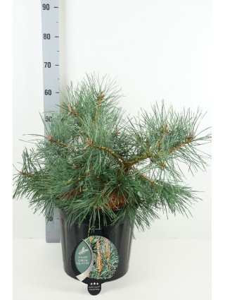 Pušis paprastoji (Lot Pinus sylv.) 'Repens' C13 40-50 CM-PUŠYS-SPYGLIUOČIAI