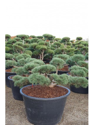 Pušis paprastoji (Lot Pinus sylv.) 'Repens' BONSAI 150-175 C500-PUŠYS-SPYGLIUOČIAI