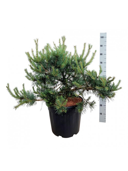 Pušis paprastoji (Lot Pinus sylv.) 'Repens' C30 60-80 CM-PUŠYS-SPYGLIUOČIAI