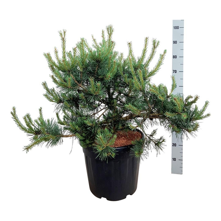 Pušis paprastoji (Lot Pinus sylv.) 'Repens' C30 60-80 CM-PUŠYS-SPYGLIUOČIAI