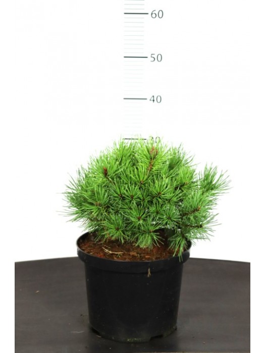 Pušis paprastoji (Lot Pinus sylv.) 'Sandringham' C5/P23 25-30 CM-PUŠYS-SPYGLIUOČIAI