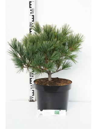 Pušis veimutinė (Lot Pinus strobus) 'Secrest' C10 40-50 CM-PUŠYS-SPYGLIUOČIAI