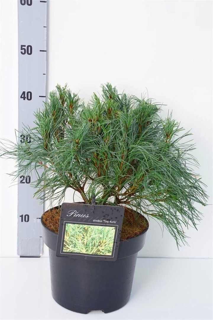 Pušis veimutinė (Lot Pinus strobus) 'Tiny Curls' C5/P23 25-30 CM-PUŠYS-SPYGLIUOČIAI
