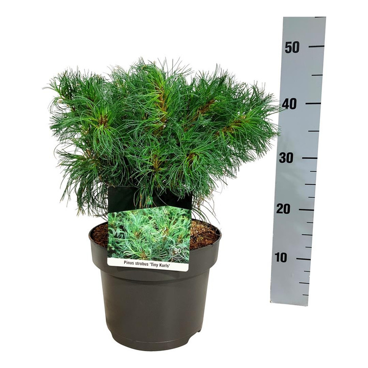 Pušis veimutinė (Lot Pinus strobus) 'Tiny Curls' C5/P23 25-30 CM-PUŠYS-SPYGLIUOČIAI