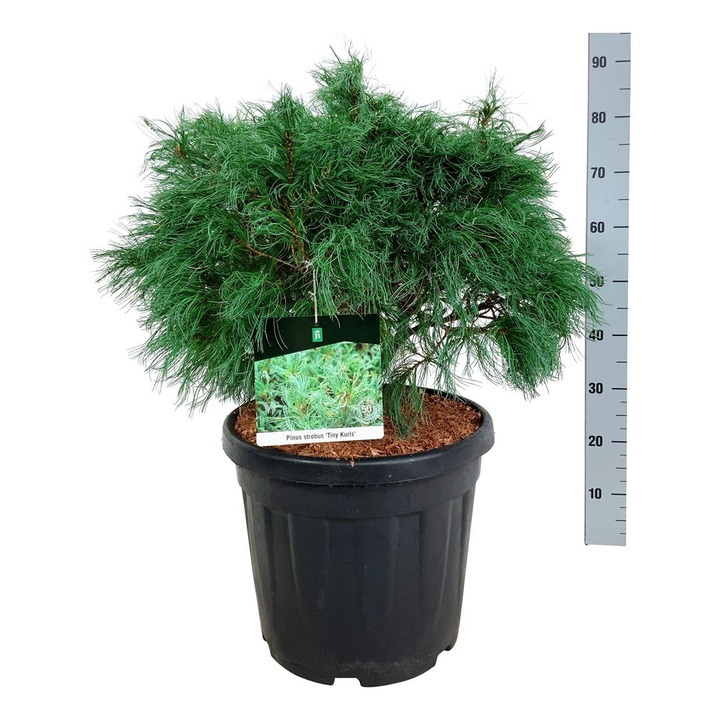 Pušis veimutinė (Lot Pinus strobus) 'Tiny Curls' C30 50-60 CM-PUŠYS-SPYGLIUOČIAI