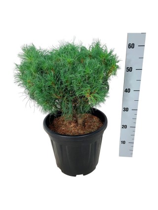 Pušis veimutinė (Lot Pinus strobus) 'Tiny Curls' C15 30-40 CM-PUŠYS-SPYGLIUOČIAI