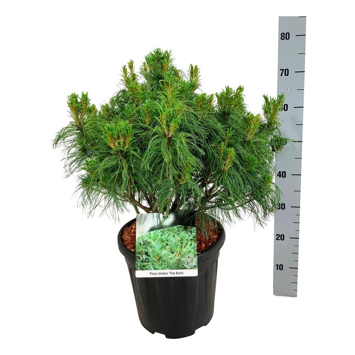 Pušis veimutinė (Lot Pinus strobus) 'Tiny Curls' C15 50-60 CM-PUŠYS-SPYGLIUOČIAI