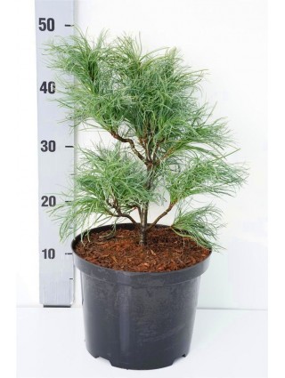 Pušis veimutinė (Lot Pinus strobus) 'Torulosa' C5/P23 30-40 CM-PUŠYS-SPYGLIUOČIAI