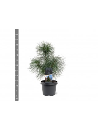 Pušis veimutinė (Lot Pinus strobus) C3/P19 30-40 CM-PUŠYS-SPYGLIUOČIAI