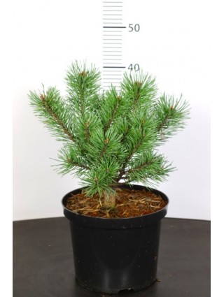 Pušis paprastoji (Lot Pinus syl.) 'Umbrella' C5/P23 25-30 CM-PUŠYS-SPYGLIUOČIAI