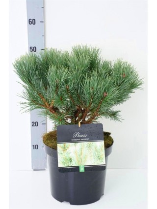 Pušis paprastoji (Lot Pinus sylv.) 'Watereri' C7,5/P26 30-40 CM-PUŠYS-SPYGLIUOČIAI