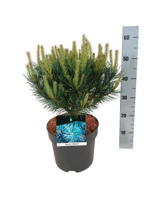 Pušis paprastoji (Lot Pinus sylv.) 'Watereri' C7,5/P26 30-40 CM-PUŠYS-SPYGLIUOČIAI