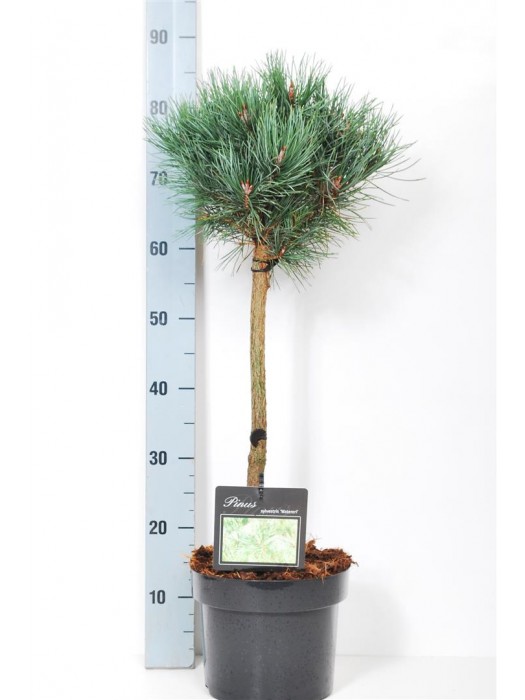 Pušis paprastoji (Lot Pinus sylv.) 'Watereri' C5/P23 KOTAS 40 CM-PUŠYS-SPYGLIUOČIAI