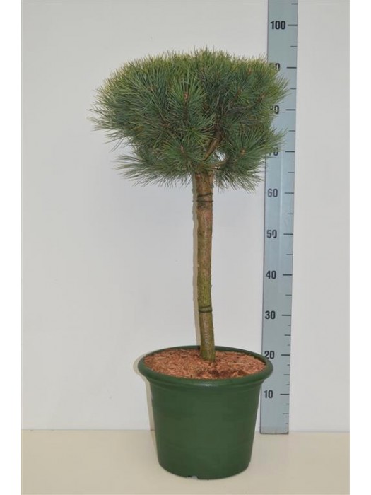 Pušis paprastoji (Lot Pinus sylv.) 'Watereri' C10 KOTAS 40 CM-PUŠYS-SPYGLIUOČIAI