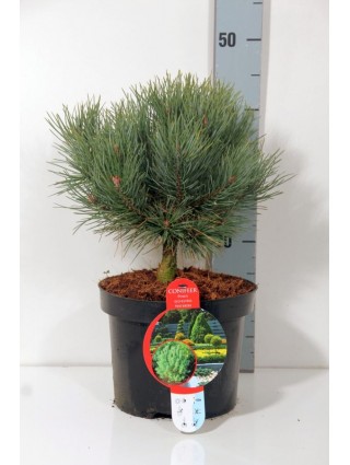 Pušis paprastoji (Lot Pinus sylv.) 'Watereri' C5/P23 30-40 CM-PUŠYS-SPYGLIUOČIAI