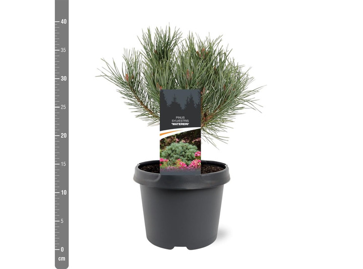 Pušis paprastoji (Lot Pinus sylv.) 'Watereri' C3/P19 25-30 CM-PUŠYS-SPYGLIUOČIAI