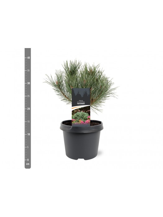 Pušis paprastoji (Lot Pinus sylv.) 'Watereri' C3/P19 25-30 CM-PUŠYS-SPYGLIUOČIAI