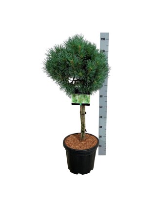 Pušis paprastoji (Lot Pinus sylv.) 'Watereri' C15 KOTAS 60 CM-PUŠYS-SPYGLIUOČIAI