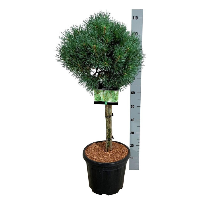 Pušis paprastoji (Lot Pinus sylv.) 'Watereri' C15 KOTAS 60 CM-PUŠYS-SPYGLIUOČIAI