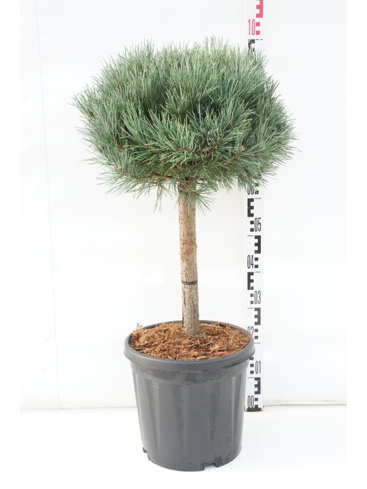 Pušis paprastoji (Lot Pinus sylv.) 'Watereri' C18 KOTAS 40 CM-PUŠYS-SPYGLIUOČIAI