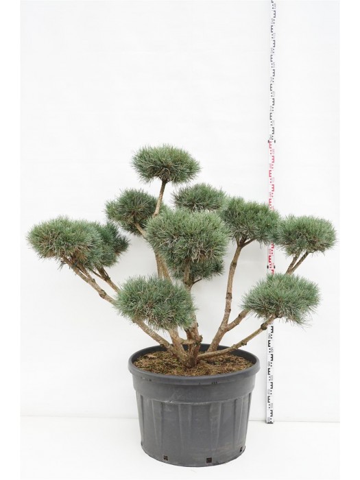 Pušis paprastoji (Lot Pinus sylv.) 'Watereri' BONSAI 125-150 C230-PUŠYS-SPYGLIUOČIAI