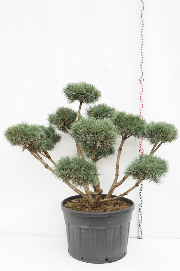 Pušis paprastoji (Lot Pinus sylv.) 'Watereri' BONSAI 125-150 C230-PUŠYS-SPYGLIUOČIAI