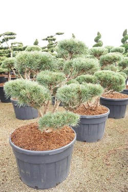 Pušis paprastoji (Lot Pinus sylv.) 'Watereri' BONSAI 100-125 C230 - nuotrauka 2