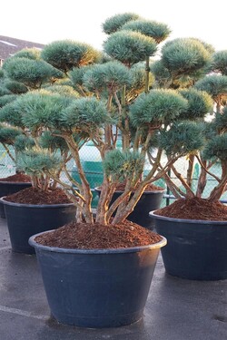 Pušis paprastoji (Lot Pinus sylv.) 'Watereri' BONSAI 175-200 C500 - nuotrauka 2