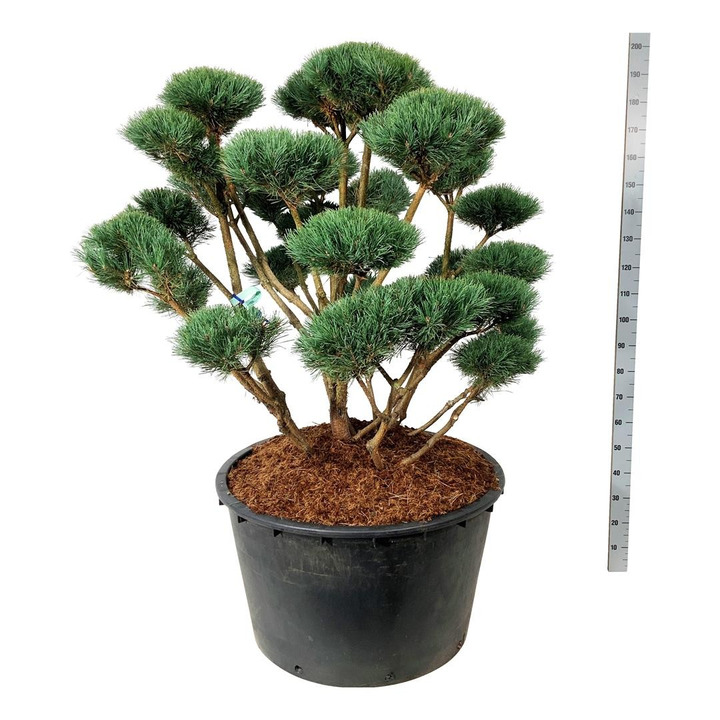 Pušis paprastoji (Lot Pinus sylv.) 'Watereri' BONSAI 125-150 C500-PUŠYS-SPYGLIUOČIAI