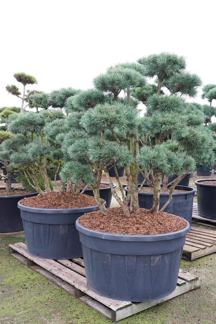 Pušis paprastoji (Lot Pinus sylv.) 'Watereri' BONSAI 125-150 C500-PUŠYS-SPYGLIUOČIAI