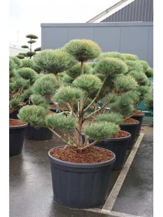 Pušis paprastoji (Lot Pinus sylv.) 'Watereri' BONSAI 100-125 C230-PUŠYS-SPYGLIUOČIAI