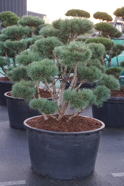 Pušis paprastoji (Lot Pinus sylv.) 'Watereri' BONSAI 125-150 C285 - nuotrauka 2