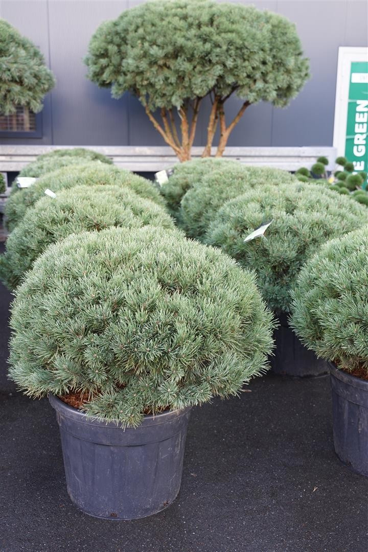 Pušis paprastoji (Lot Pinus sylv.) 'Watereri' C90 100-125-PUŠYS-SPYGLIUOČIAI
