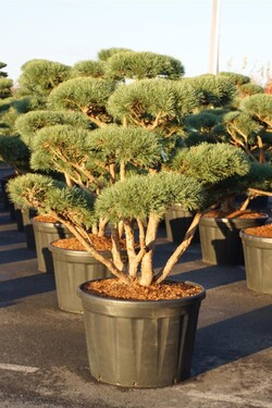 Pušis paprastoji (Lot Pinus sylv.) 'Watereri' BONSAI 150-175 C230 - nuotrauka 2