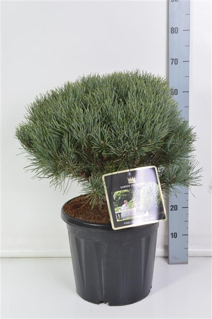 Pušis paprastoji (Lot Pinus sylv.) 'Watereri' C18 40/+ CM-PUŠYS-SPYGLIUOČIAI