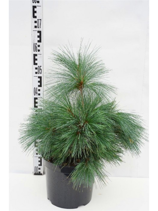 Pušis šverino (Lot Pinus schwerinii) 'Wiethorst' C7,5/P26 40-50 CM-PUŠYS-SPYGLIUOČIAI