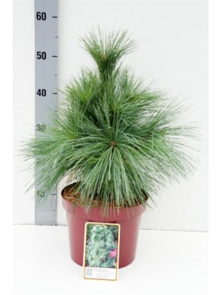 Pušis šverino (Lot Pinus schwerinii) 'Wiethorst' C3/P19 20-30 CM-PUŠYS-SPYGLIUOČIAI