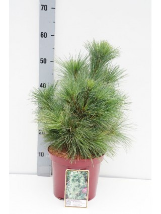 Pušis šverino (Lot Pinus schwerinii) 'Wiethorst' C5/P23 30-40 CM-PUŠYS-SPYGLIUOČIAI