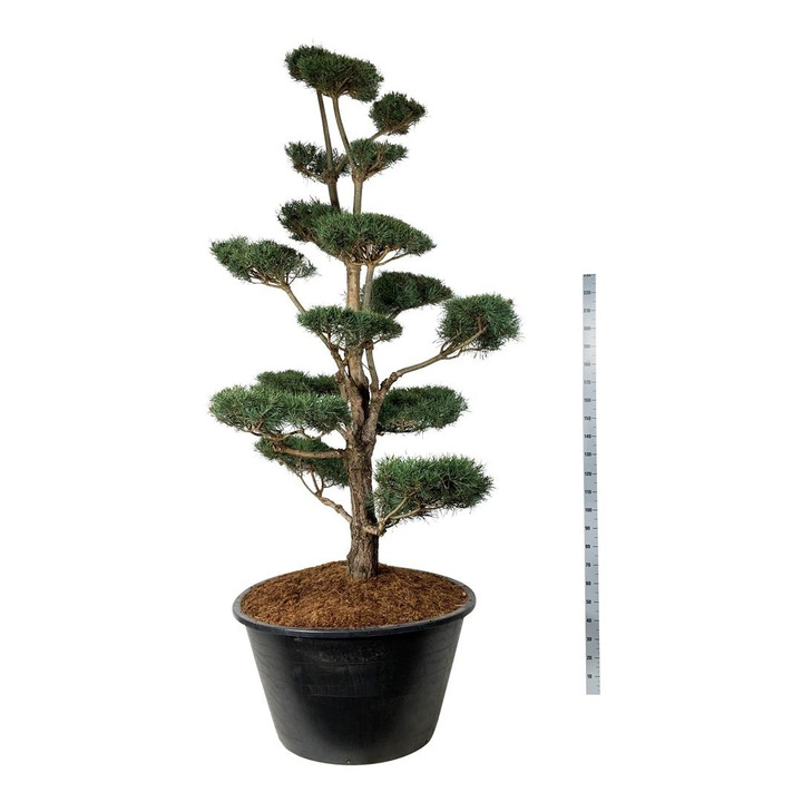 Pušis paprastoji (Lot Pinus sylvestris) BONSAI 225-250 C500-PUŠYS-SPYGLIUOČIAI