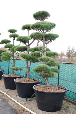 Pušis paprastoji (Lot Pinus sylvestris)  BONSAI 225-250 C500 - nuotrauka 2