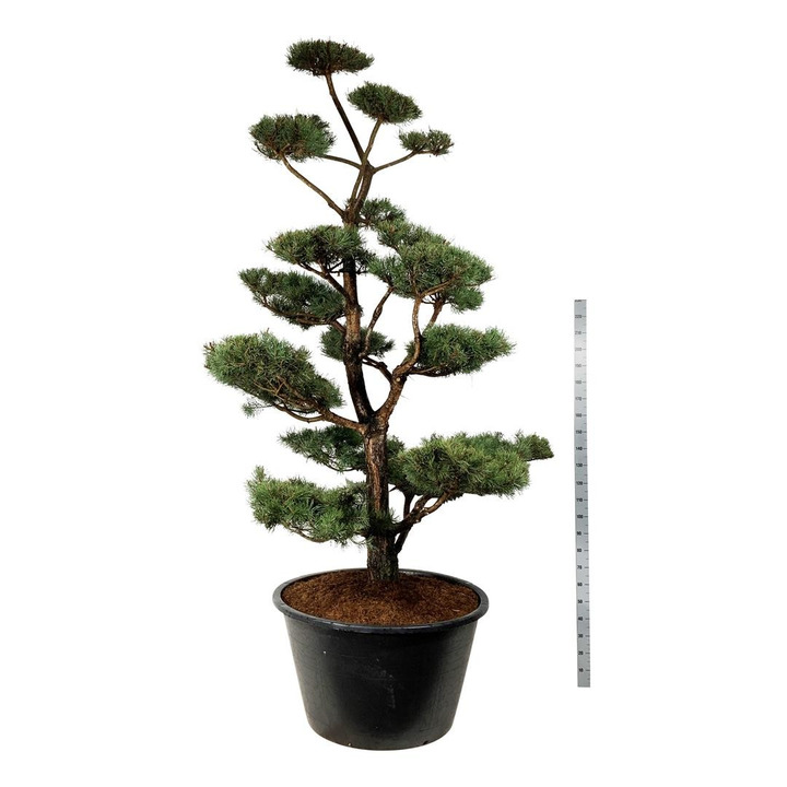 Pušis paprastoji (Lot Pinus sylvestris) BONSAI 300-350 C500-PUŠYS-SPYGLIUOČIAI