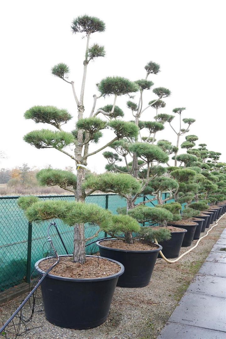 Pušis paprastoji (Lot Pinus sylvestris) BONSAI 300-350 C500-PUŠYS-SPYGLIUOČIAI