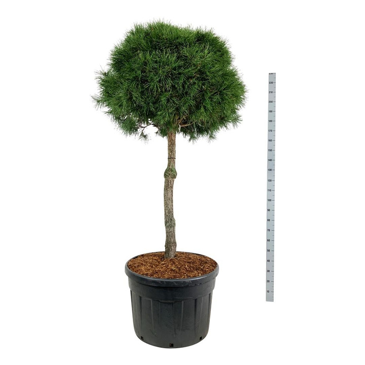 Pušis paprastoji (Lot Pinus sylvestris) C18 KOTAS 100 CM0-PUŠYS-SPYGLIUOČIAI