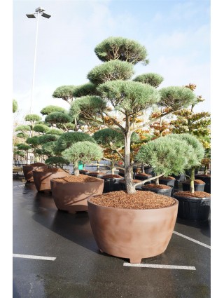 Pušis paprastoji (Lot Pinus sylvestris) BONSAI 250-300 C800 IŠ GRUNTO-PUŠYS-SPYGLIUOČIAI