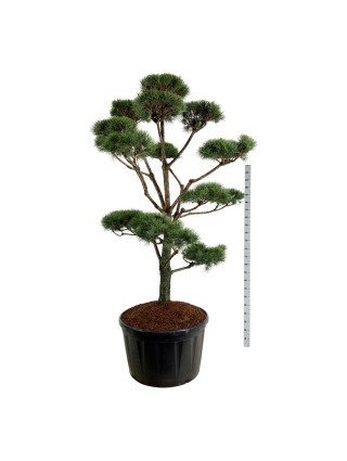 Pušis paprastoji (Lot Pinus sylvestris) BONSAI 225-250 C285-PUŠYS-SPYGLIUOČIAI