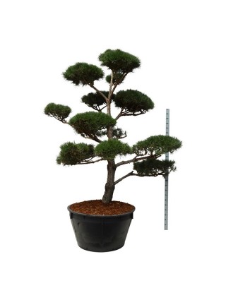 Pušis paprastoji (Lot Pinus sylvestris) BONSAI 250-300 C500-PUŠYS-SPYGLIUOČIAI