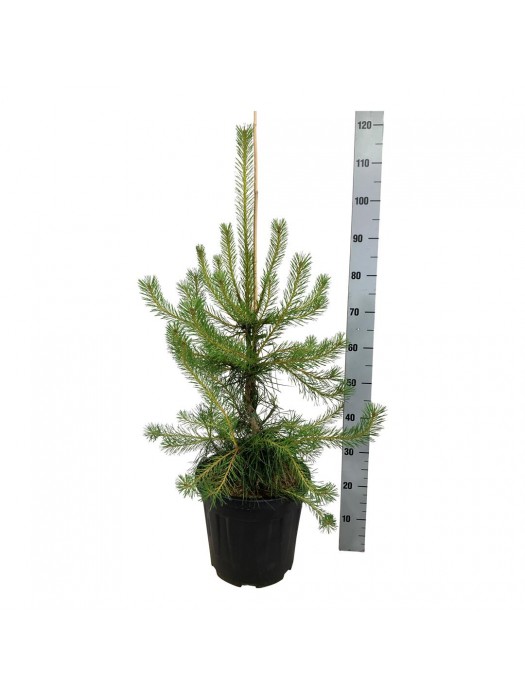 Pušis paprastoji (Lot Pinus sylvestris) C15 80-100 CM-PUŠYS-SPYGLIUOČIAI